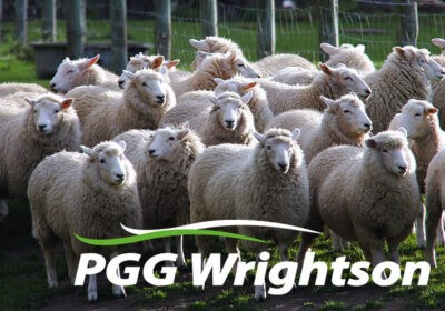 PGG-Wrightson-with-sheep-BG-updated